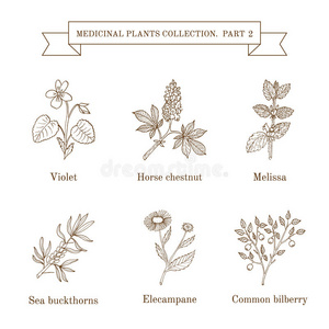 植物学 越橘 药物 草本植物 荆棘 花园 绘画 板栗 菊粉