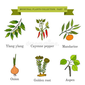 健康 草药 植物 洋葱 芳香疗法 白杨 草本植物 素食主义者