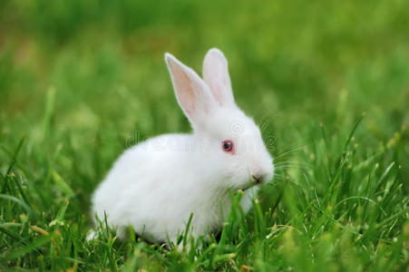小白兔绿草地图片图片