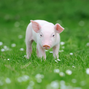 动物 农事 粉红色 农业 有趣的 脂肪 猪肉 自然 谷仓