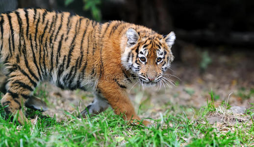 猎人 捕食者 自然 种类 美女 眼睛 动物 猫科动物 宝贝