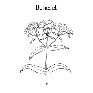白莲花插画 白莲花手绘 白莲花卡通图 摄图新视界 白莲花插画 白莲花手绘 白莲花卡通图 摄图新视界