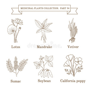 曼德拉 植物学 香根草 漆树 健康 绘画 医学 花的 药物