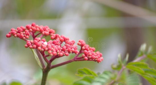 园艺与花卉和观赏植物。