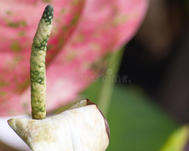 园艺与花卉和观赏植物。