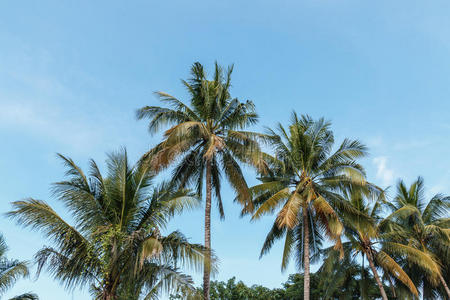 棕榈 树叶 苏铁 椰子 生长 森林 海滨 郁郁葱葱 弯曲