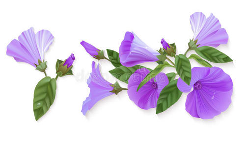 紫罗兰花。
