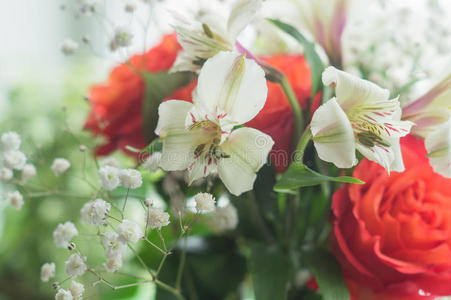 红玫瑰和白藜芦