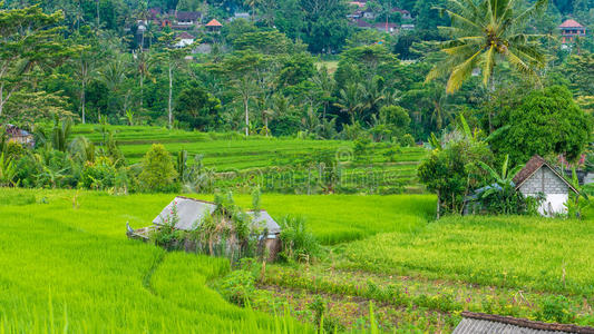 亚洲 日出 食物 农业 土地 植物 文化 种植园 大米 收获