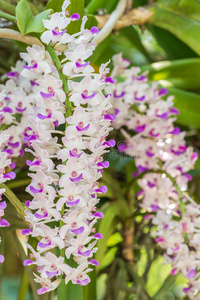 紫罗兰 春天 植物区系 花的 泰国 花束 公司 兰花 植物学