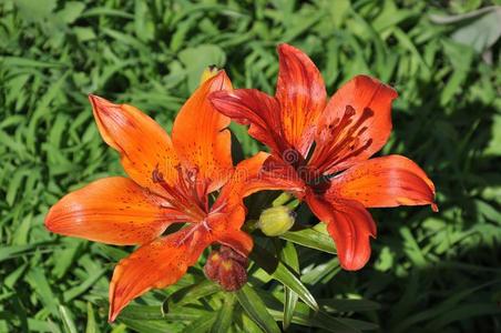 百合花 植物区系 花粉 美丽的 开花 夏天 树叶 花瓣 雄蕊