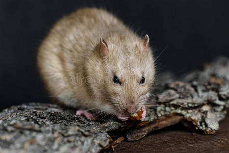 吃刺猬灰色花哨的老鼠吃坚果在黑暗的背景照片