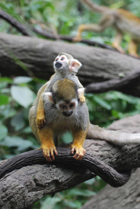 松鼠 小猪 面对 猴子 生态旅游 在一起 动物 母亲 宝贝