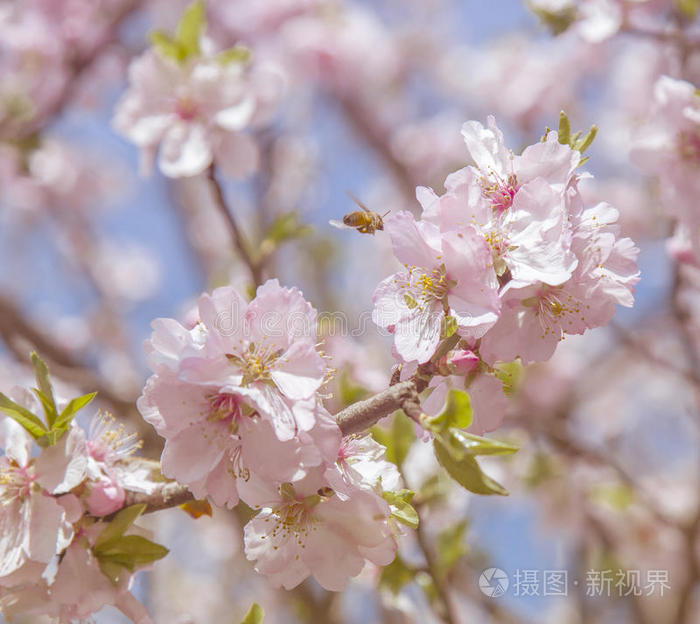 特写镜头 日本人 园艺 樱桃 植物区系 盛开 杏仁 花园