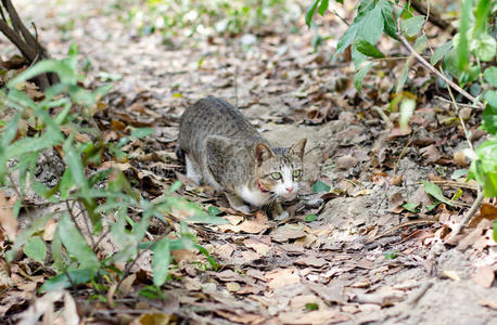 野生的棕色和黑色的猫