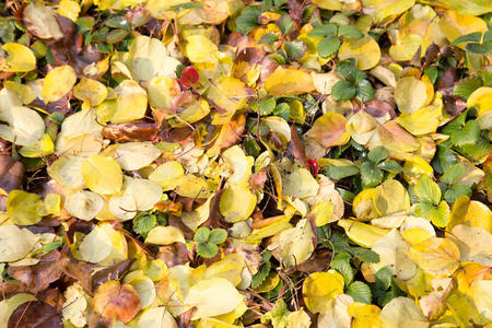 十一月 橡树 树叶 秋天 地面 植物 落下 自然 紫色 花园