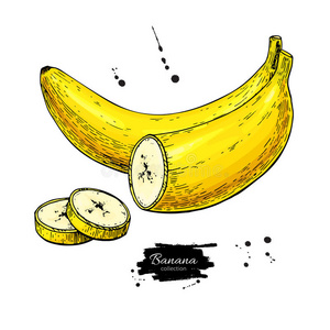 香蕉切片矢量图。 白色背景上孤立的手绘物体。 夏天的水果