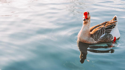 鹅在湖里游泳