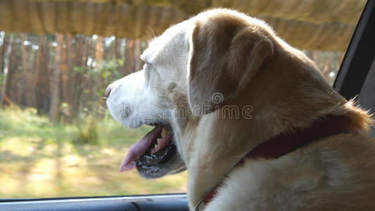 狗品种拉布拉多或金河看着车窗。 家畜伸出头去移动汽车去享受