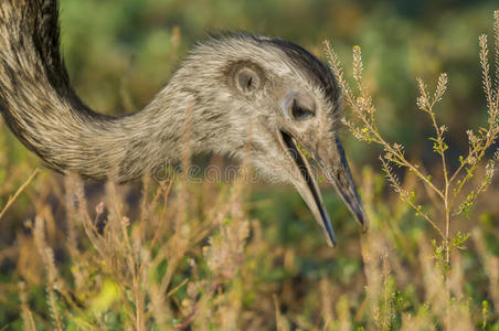 白公鸡白公鸡南非西开普省的半沙漠小卡鲁地区的鸵鸟农场里的雄性鸵鸟