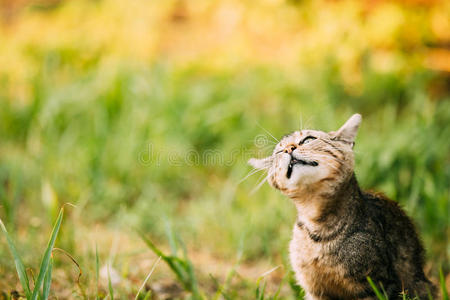 有趣的灰色猫小猫在阳光明媚的户外草地上摇头