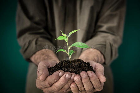 生长 美丽的 特写镜头 植物 幸福 自由 生活 生态学 古老的