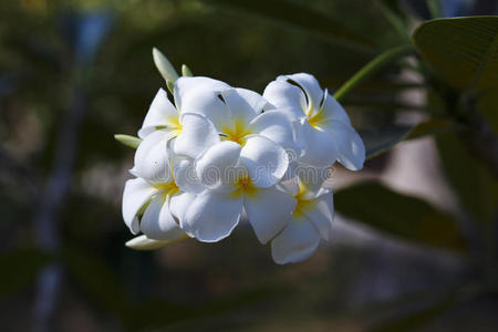 植物 亚洲 马尔代夫 鸡蛋花 多米尼加 美丽的 自然 巴厘岛