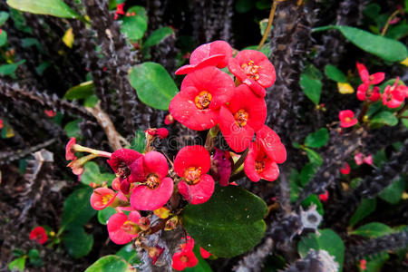 美女 花园 植物区系 漂亮的 开花 仙丹花 颜色 植物 巴哈马