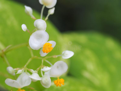 特写镜头 盛开 幸福 花园 花粉 温柔 春天 花瓣 颜色