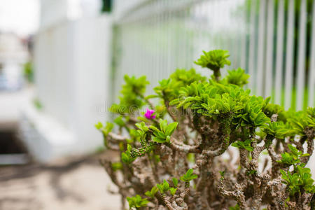 花园 植物区系 花坛 复活节 成长 树叶 绿色植物 家务