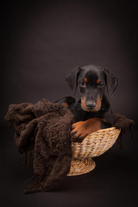 多伯曼·宾奇·多比狗照片