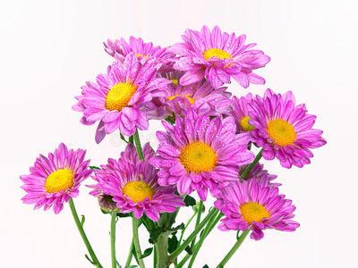 皱菊花图片动漫图片