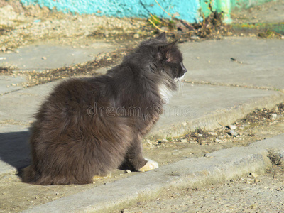 毛茸茸的可爱猫坐在地上