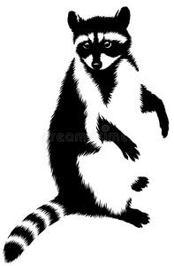 黑白线性油漆绘制浣熊插图