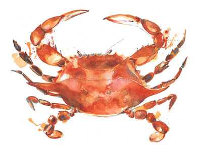 螃蟹水彩画插图隔离在白色背景上