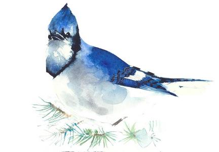 蓝色杰伊鸟水彩画插图隔离在白色背景贺卡上