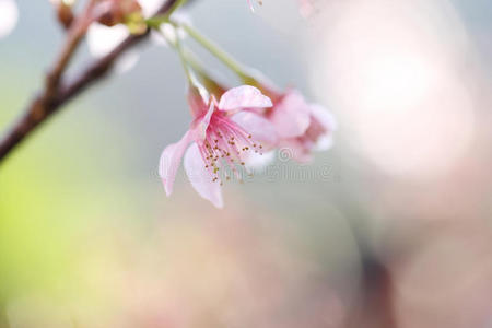 樱花，樱花