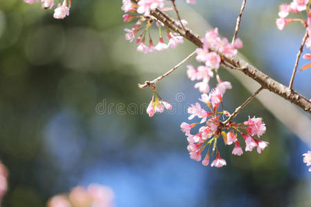 樱花，樱花