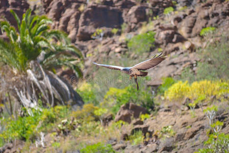 鹰在棕榈公园马斯帕洛马斯，格兰卡里亚，西班牙免费飞行