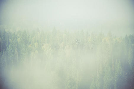 雾覆盖着厚厚的针叶林。