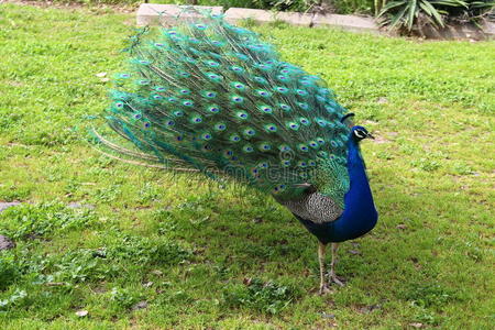 漫步美丽的孔雀尾巴图片