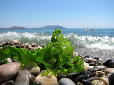 绿色半透明的海藻躺在黑海岸边的冲浪线上