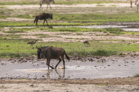 游戏 风景 动物 羚羊 地区 吉普车 保护 消歧 瞪羚 危险的