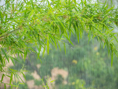 春天下毛毛雨图片图片