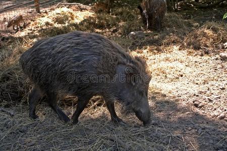 匈牙利 自然 保护 食草动物 公园 匈牙利语 动物群 猎物