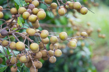 物体 营养 树叶 泰国 亚洲 食物 农业 颜色 植物 生产