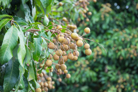 泰国 食物 花园 植物 美味的 收获 颜色 生产 季节 维生素