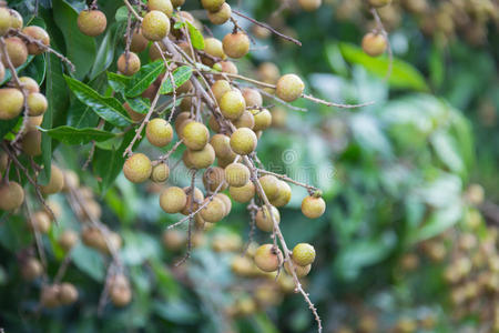 生产 食物 树叶 种子 花园 商业 颜色 植物 果园 水果