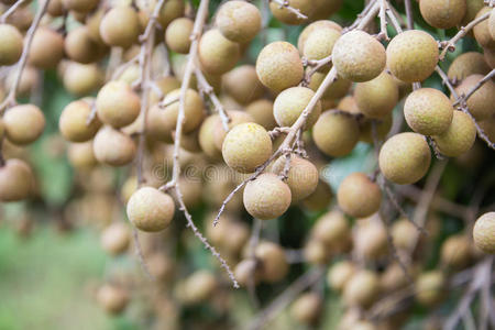 果园 植物 花园 泰国 树叶 龙眼 美味的 食物 颜色 营养