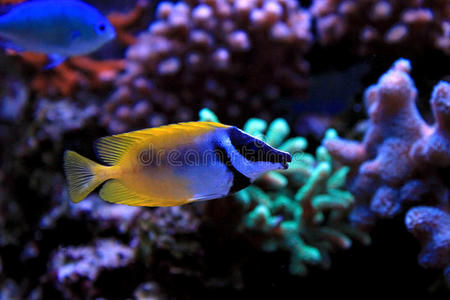 水族馆里的狐狸脸兔子鱼照片